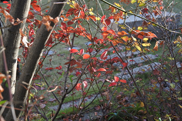 M0sNIexG2tYybaJ1606462222