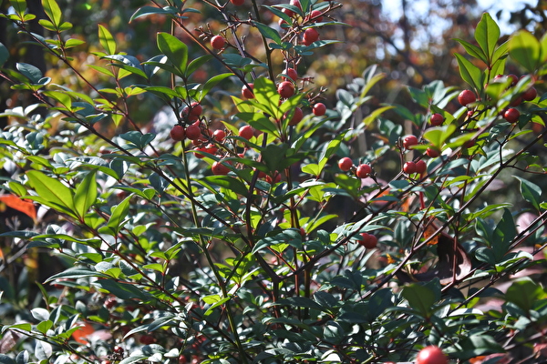 PeqLMjW6dVNekvs1605599043