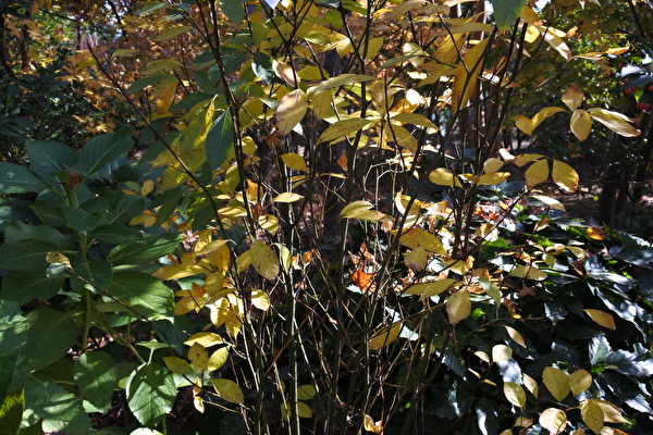 ZGBPDfFruShKbTJ1605598941