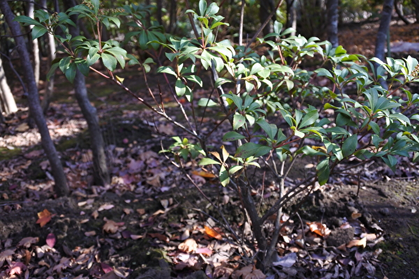 fctS1vEKxGWCulw1605599356