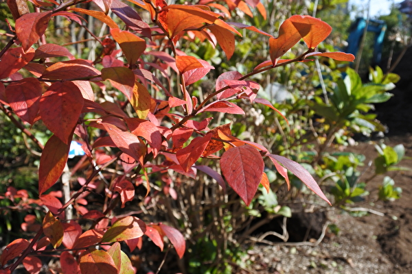 hqEODd37xTCBM8X1605599311