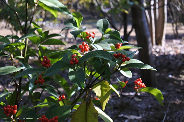 小春日和の材料選び