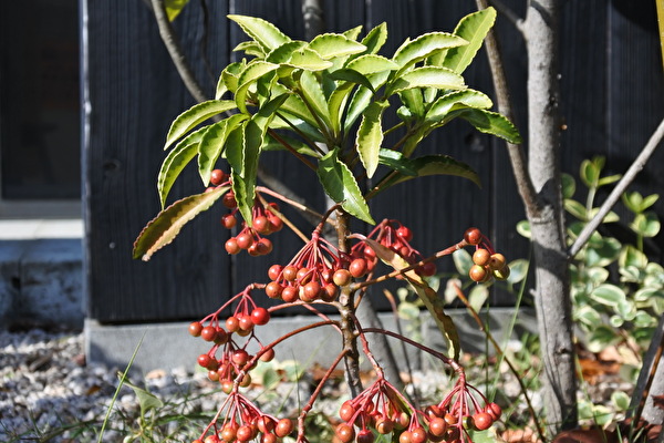 sAzAna7DazyQqGw1606462066