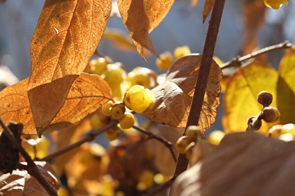 3klUKGmwMwHpyse1611103983