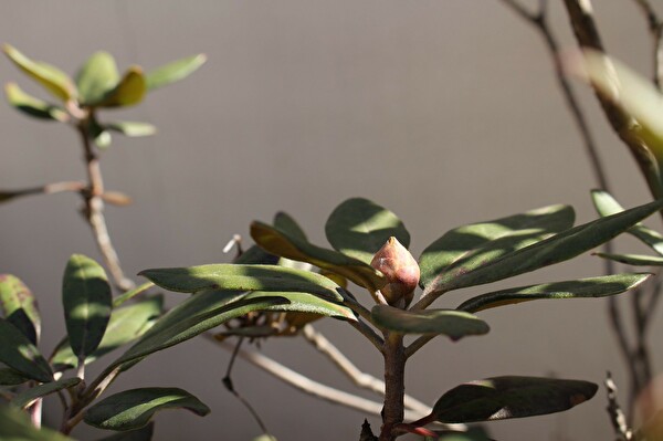 MkdJugxi5q6PRVl1611103957