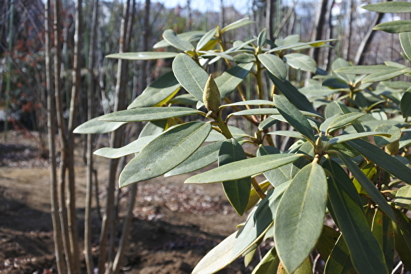 NLPlx6FcSeZGIeW1610781618