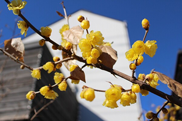 一月はロウバイ