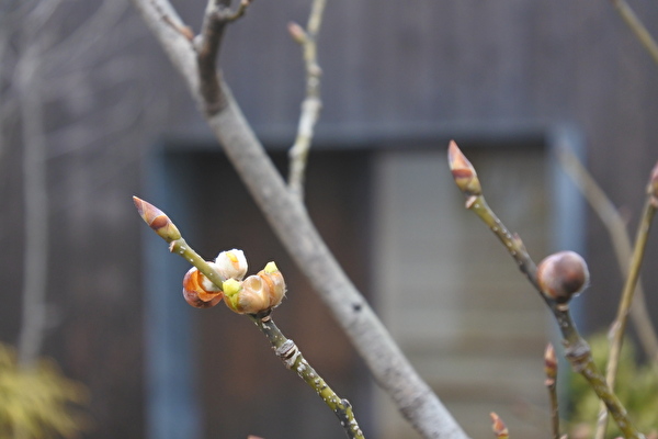 6PwCWjFseCZhVii1615186201