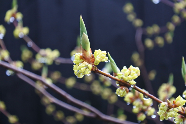 DYvj85DRfztxaSr1616314770