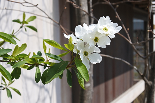 リキュウバイで花見？