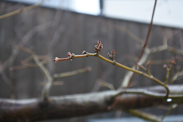 ymKo1V8TYWAYBus1615186261