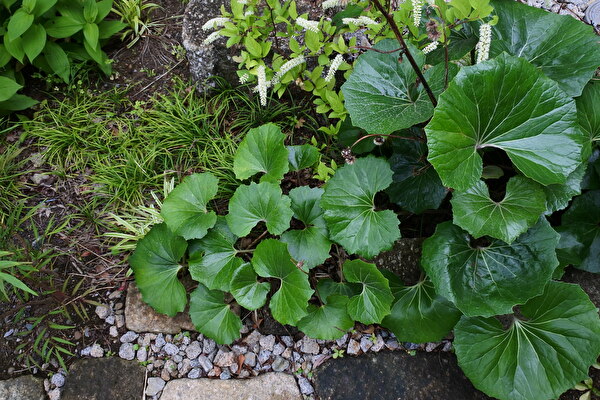 036BX7Wej4laWMw1621311848