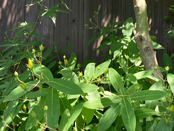 2QmxZA9dELV2XRA1622099081