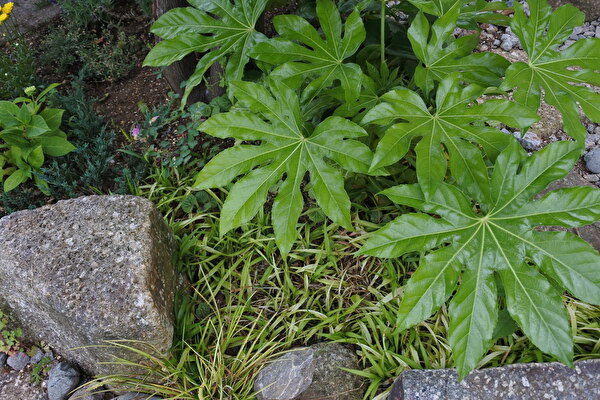 GEF3dWfdjnkwea31621311818