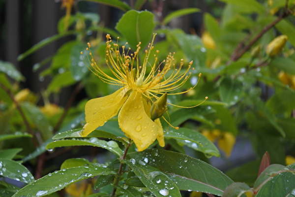 MkQXstmOXQZlTwF1622099145