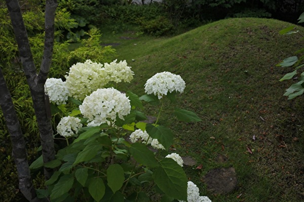 gAgM0EwLmlFNJ0X1624437127