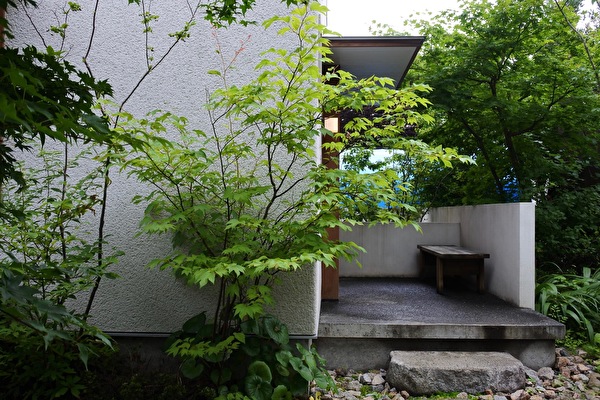 シロモジとダンコウバイ