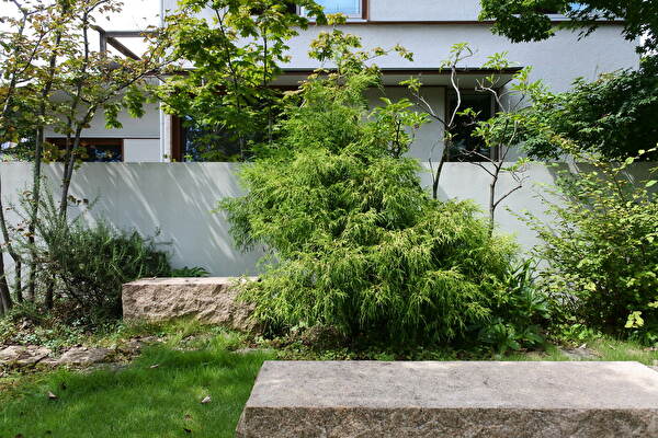 フィリフェラオーレア