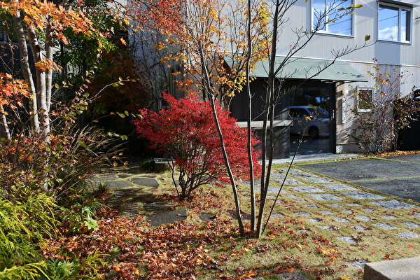 ドウダンツツジを撮りたくなる季節