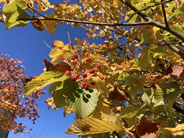 アズキナシの秋