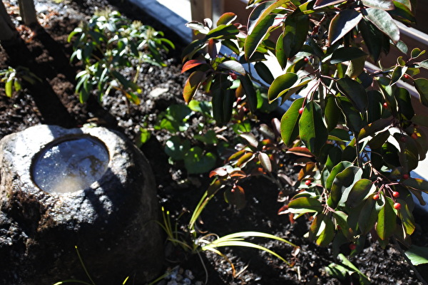 適材適所の、ソヨゴ