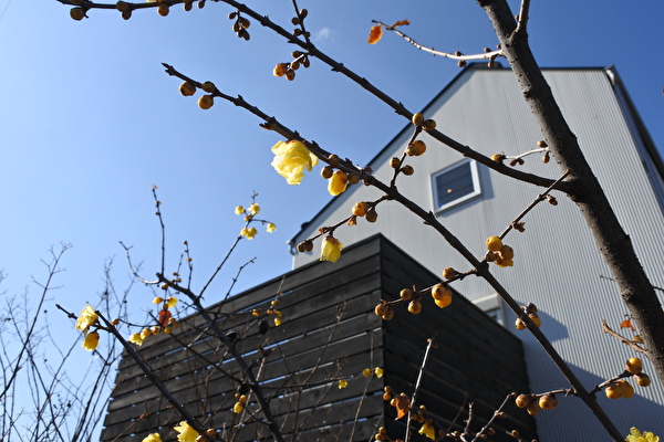 マスクをしているのがうっとうしい、ロウバイの花盛り