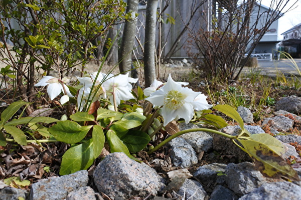 クリスマスローズと梅と椿