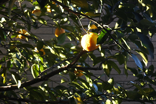 ユズ（ハナユ）