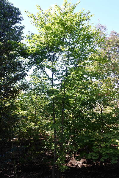 7Z3SIt1AzCU7w8Y1647129083