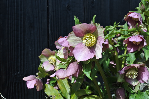 TPqEIK4d0iK5tUN1646564641