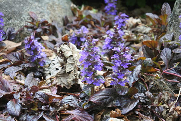 410oatHospVjicC1650178394