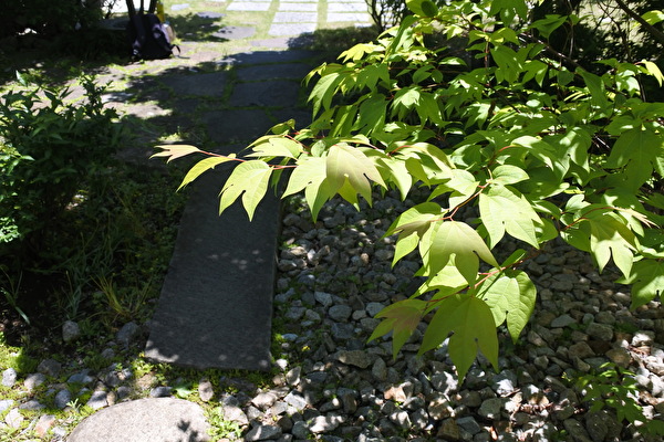 シロモジが輝いてます