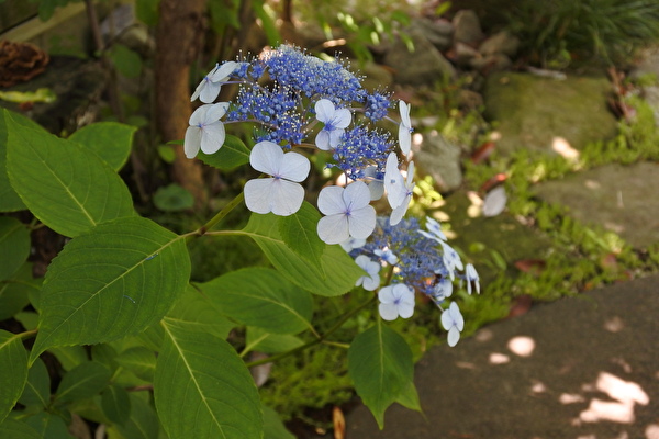 GgDukudKopHZ1ow1655011407