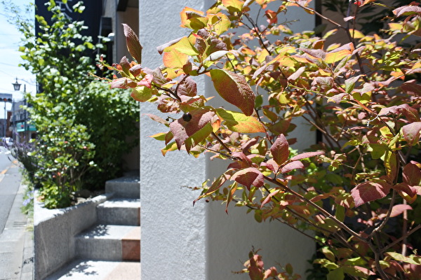 狭いスペースのためのモデルガーデン