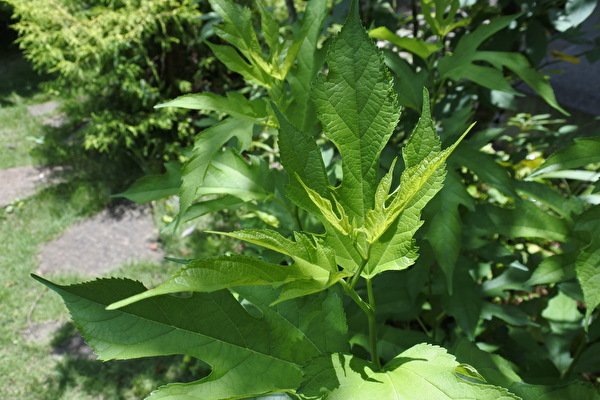 TezMNoPXYRSaLki1658650930