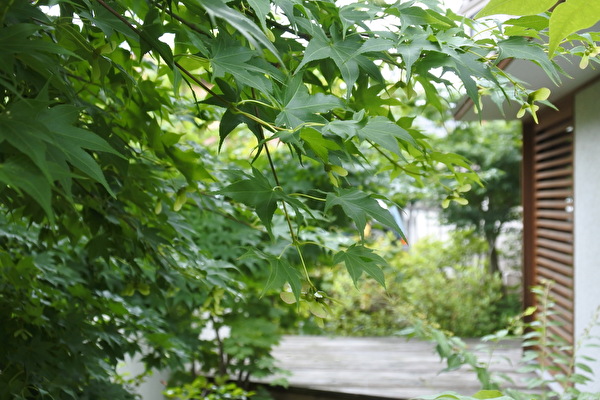 青葉に埋もれてゆく夏