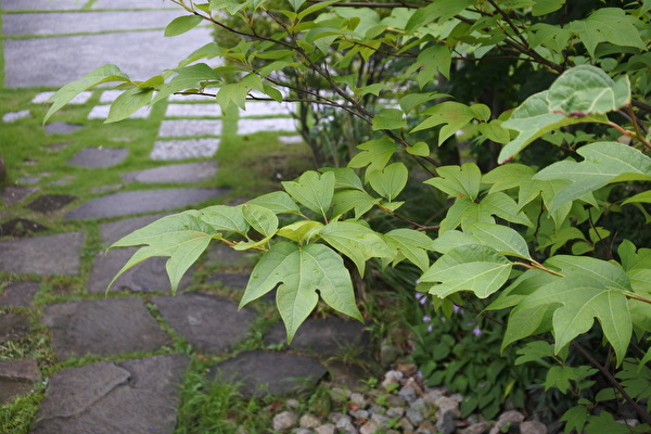 vypaQwNlh9xYHqA1657773505