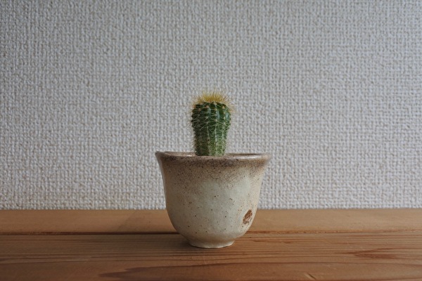 サボテンは、サボテン