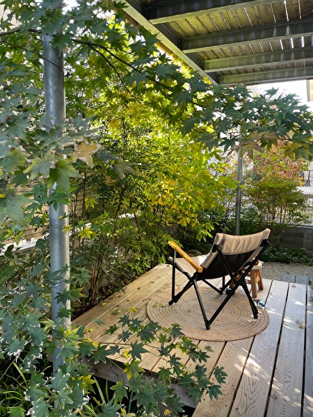 クロモジの黄葉