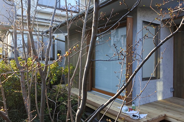 アブラチャン・2