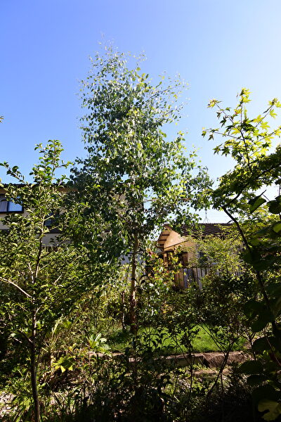 ユーカリポポラス