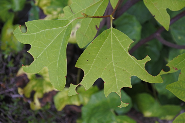 CHvJwIxtb7yB2yk1691571371