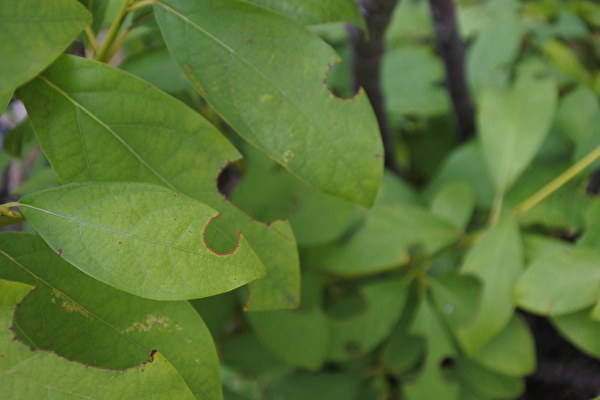 vvEbbQgmuaQSTAu1691571327