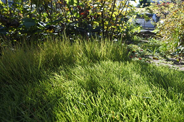 怠け者の芝刈り