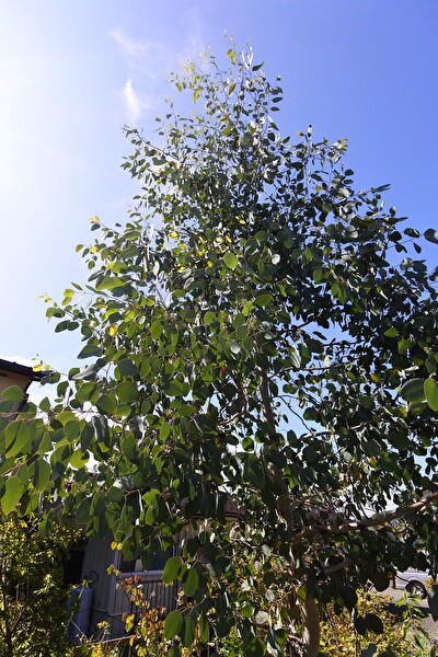 ユーカリポポラスの芯止め
