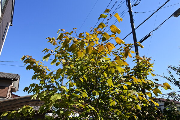 tK1drgaXKY3fBRj1698135762