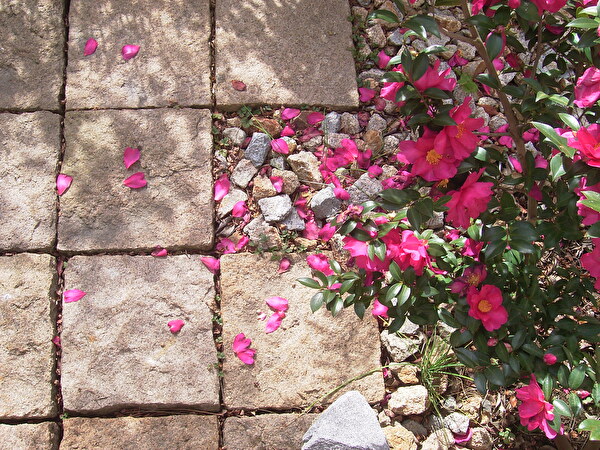 庭の模様替え・300角の石