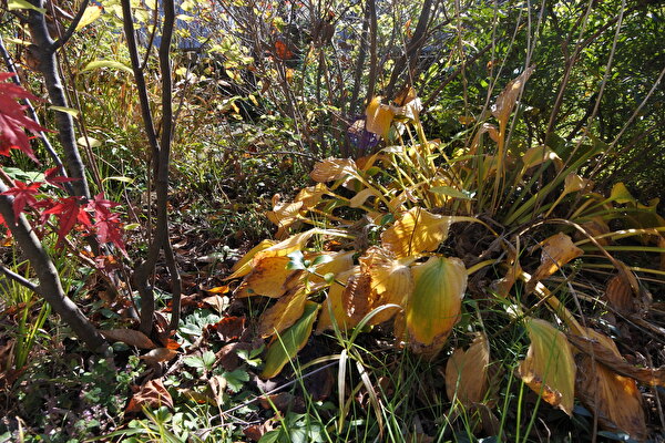 ksdZHNWJh56uAdz1700797465