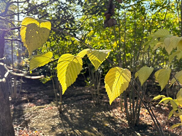 12月の黄葉・紅葉