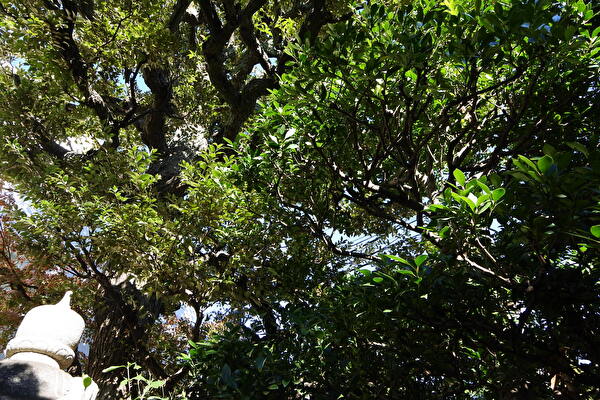 crQyz9RKbS2tNHo1703305830